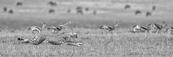 Photo of a cheetah hunting.